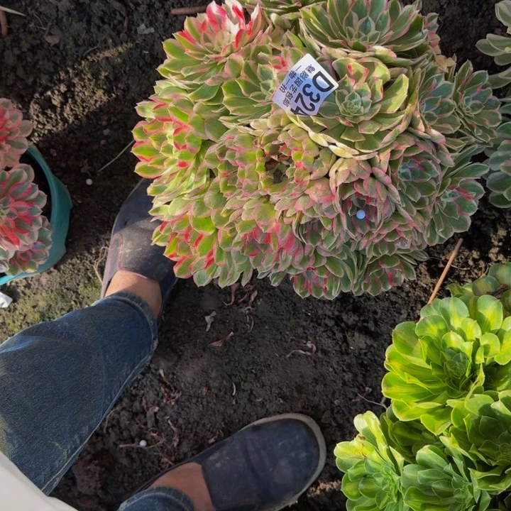 孔雀翎花25-15包邮花花