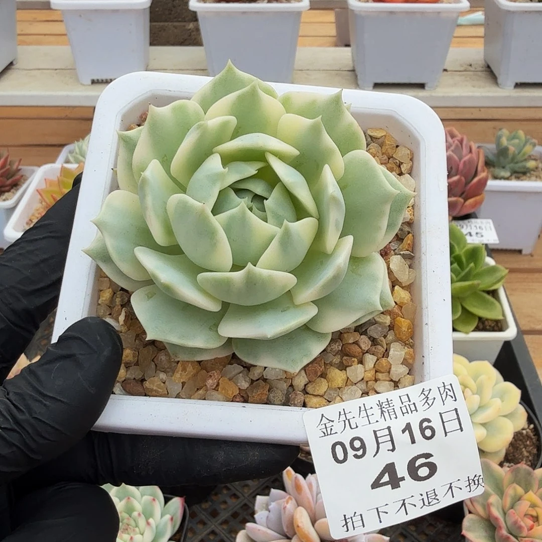 0916-46鲁那莲锦单头
