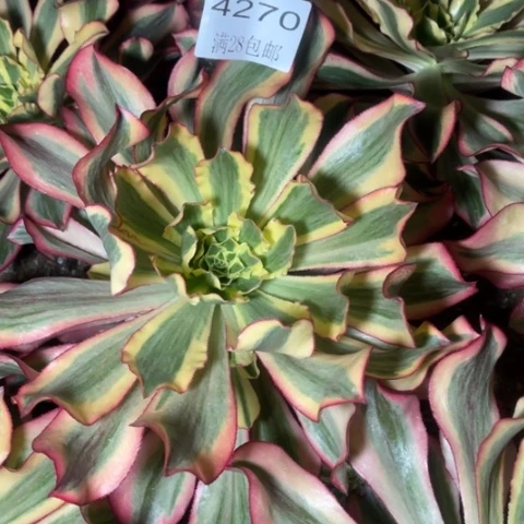 魅影多肉多肉4270