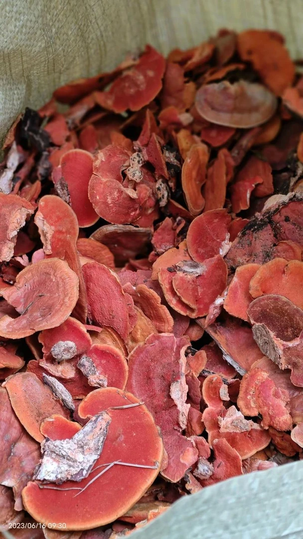 【山货佬】云南下山牛樟芝