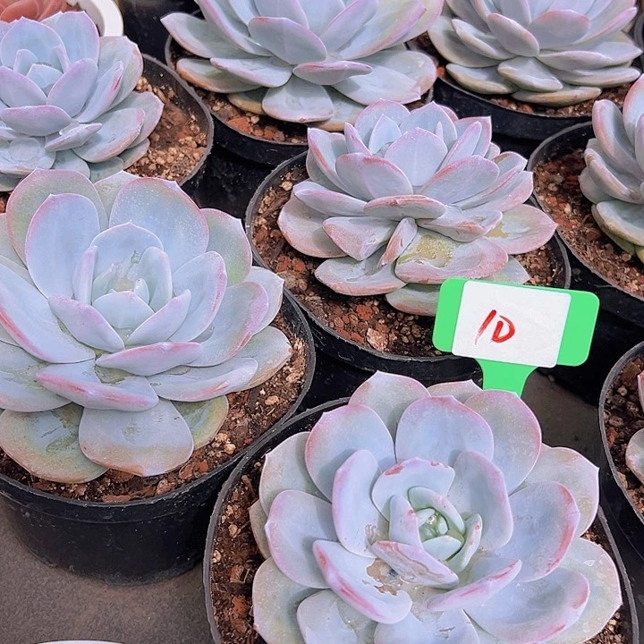 10奶茶一个托土多肉