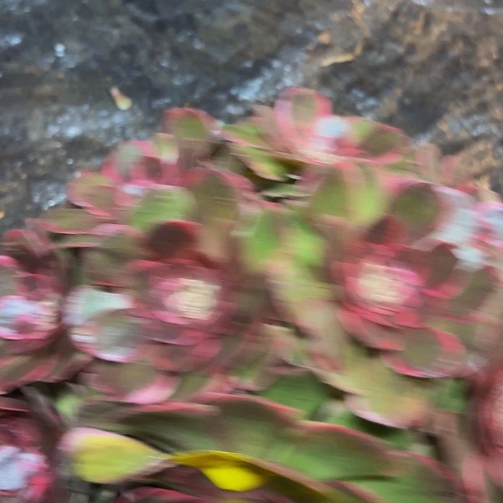 多肉植物福利740个