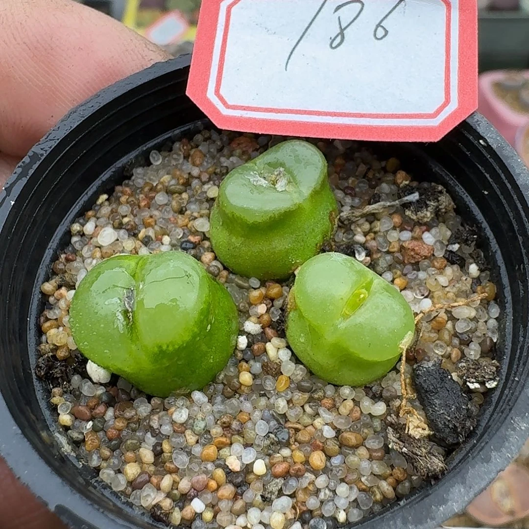 186多肉哈哈哈哈哈哈哈哈