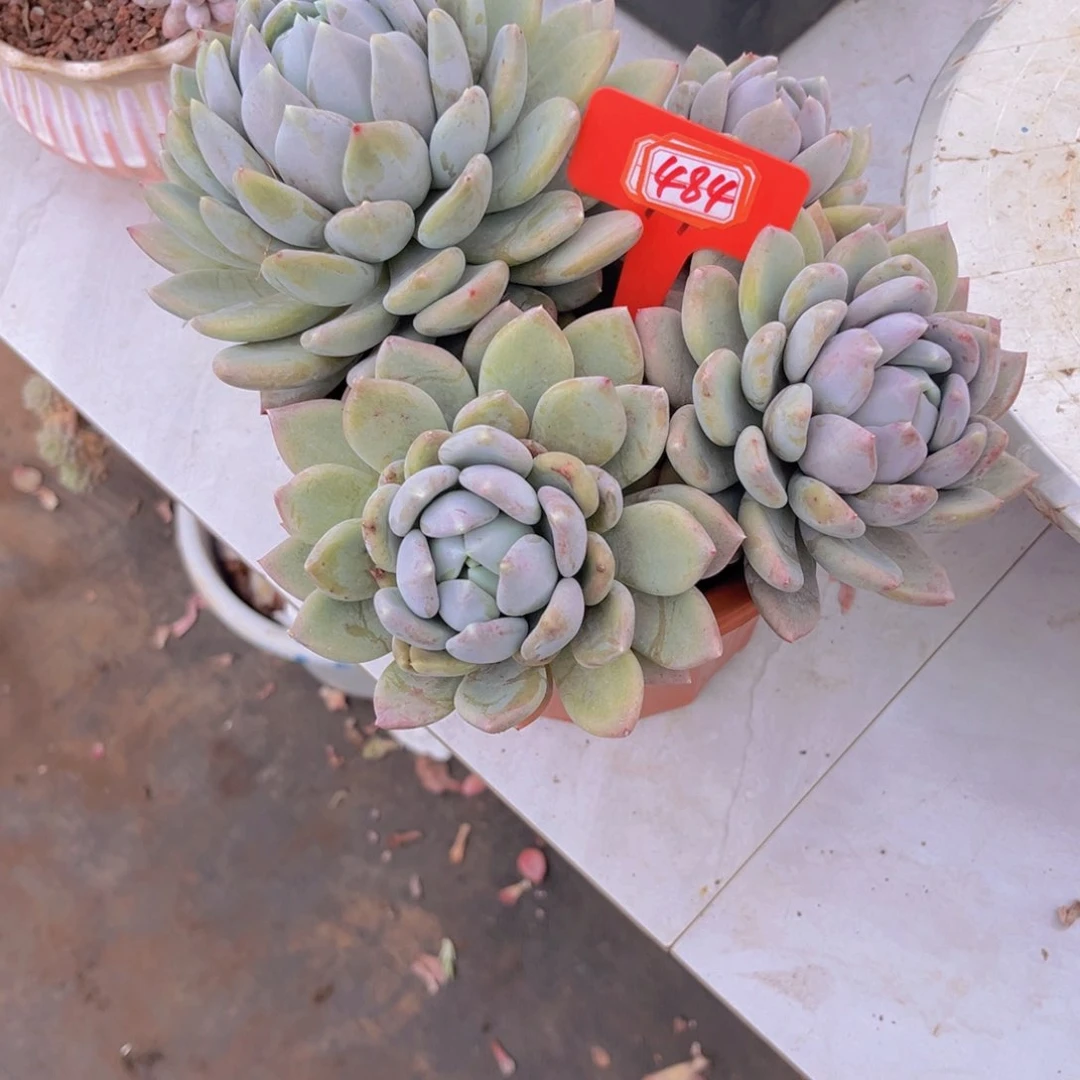 辰*胖美人484多肉植物
