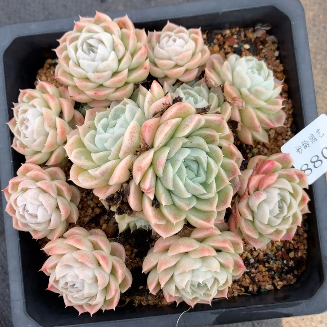 8804杂交多肉老桩