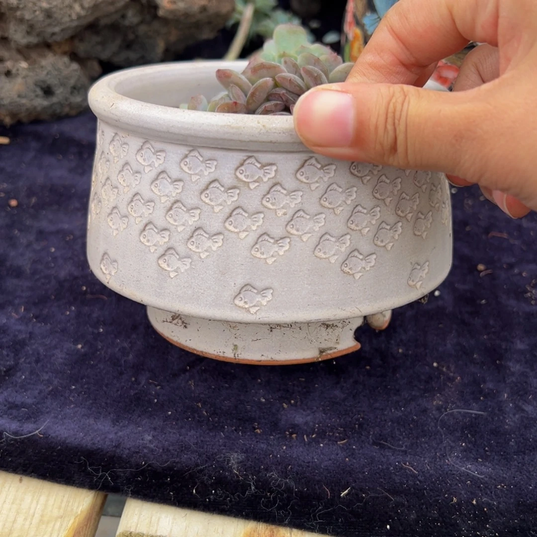 买***恰天天开心天天开心盆