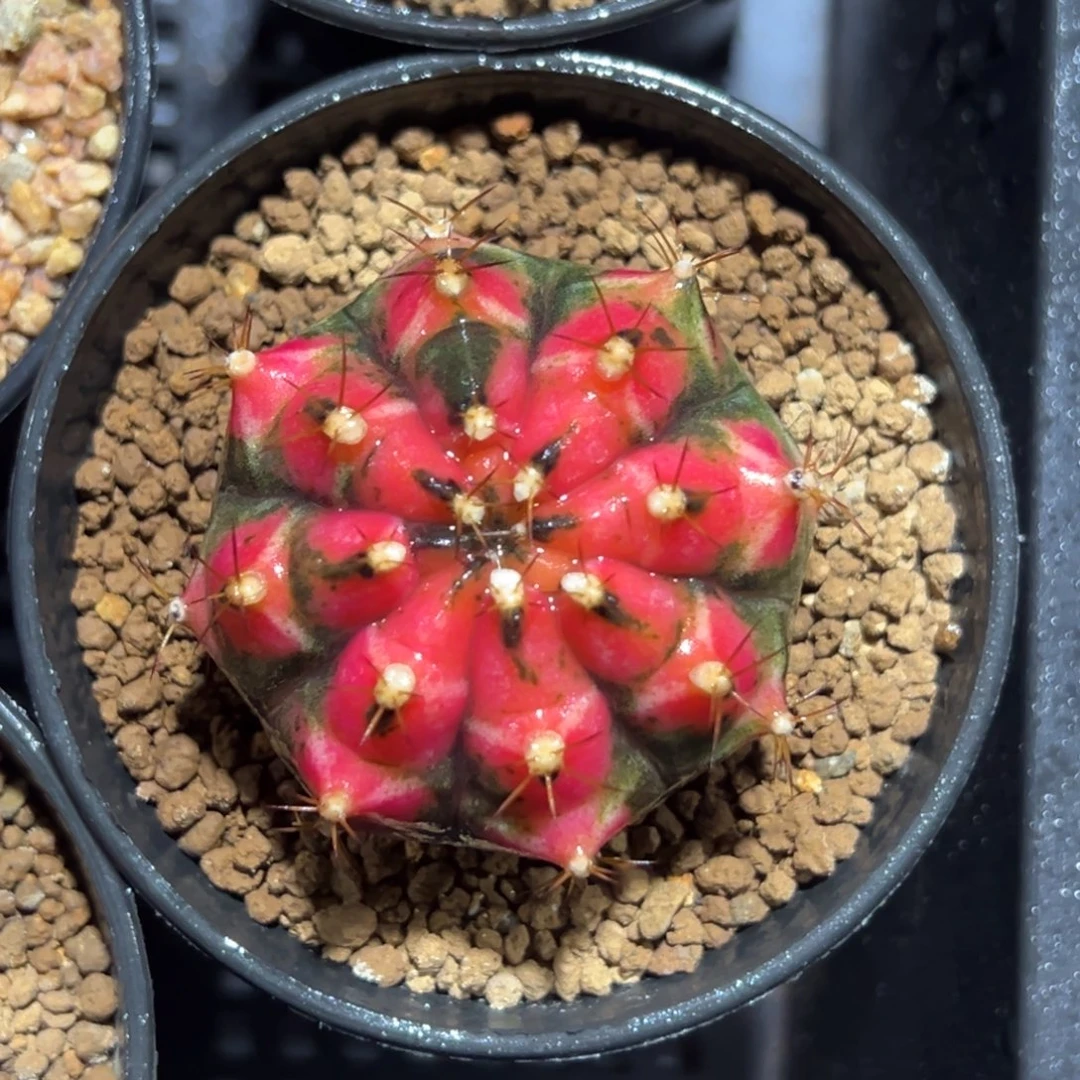 米哈锦侧芽自根带盆土发货