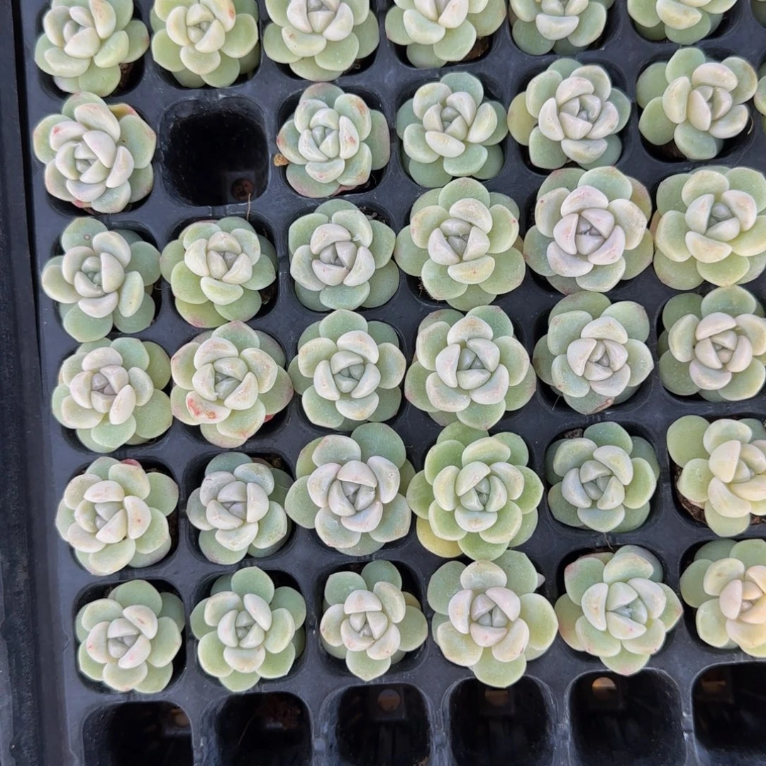 20颗一组琥珀冰玉单头小嫩苗