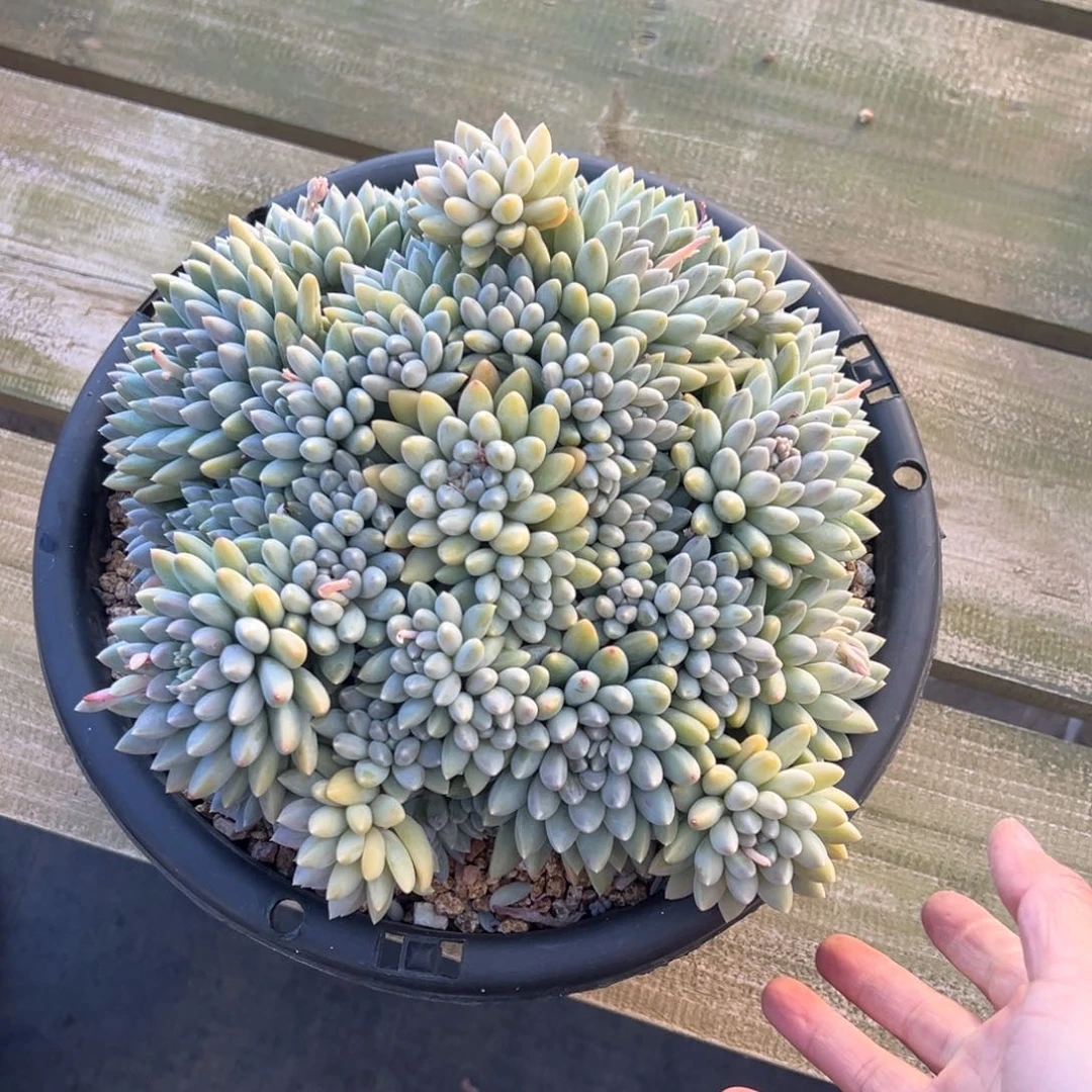 天***语奶糖多头。      发货。