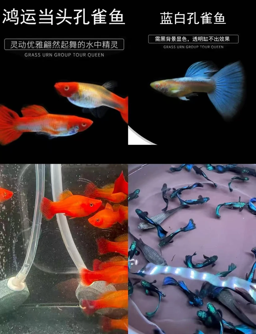 全家福孔雀鱼实物以观赏鱼直播间为准！