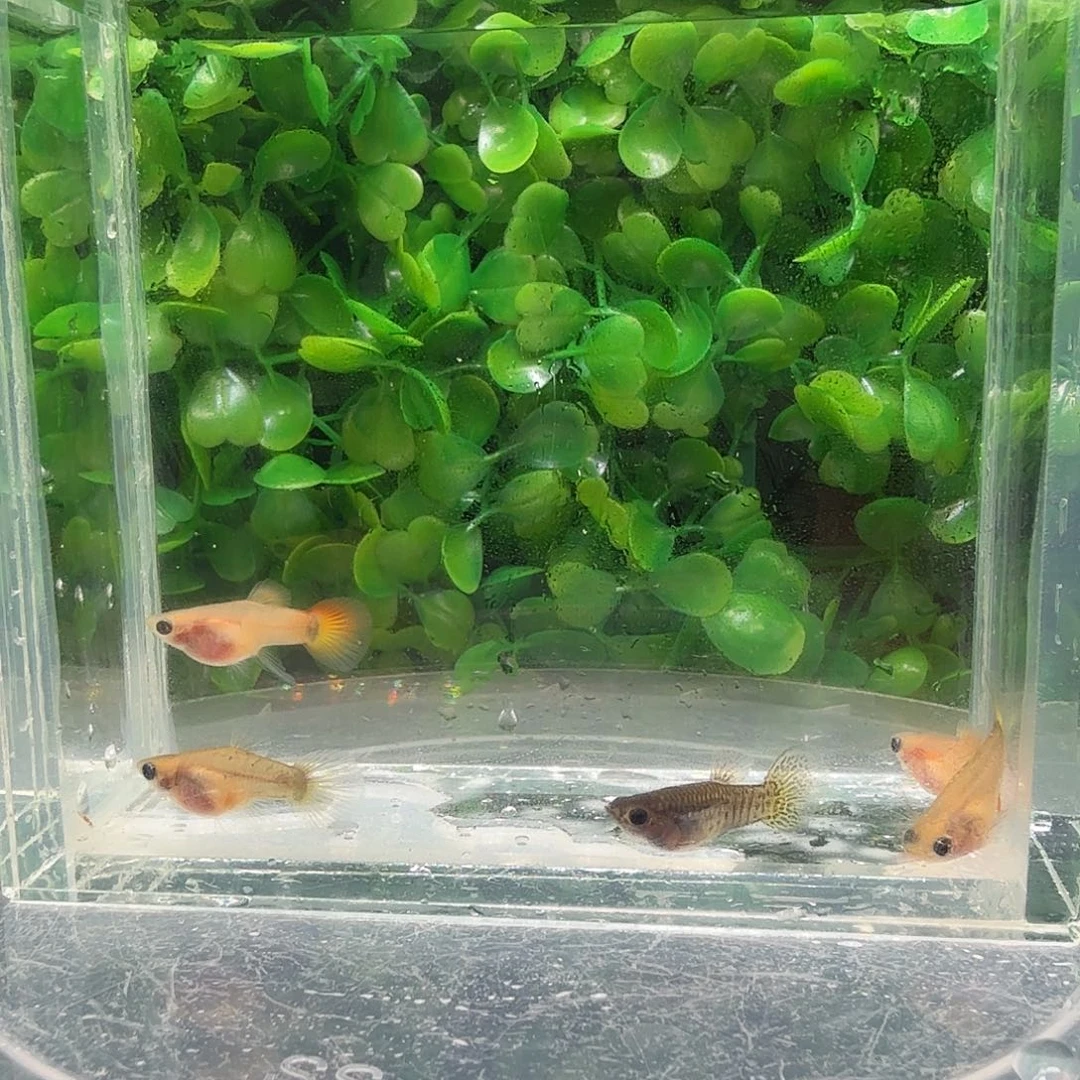 海水鱼皇家落日玻璃猫2对小亚成送一条蕾丝公