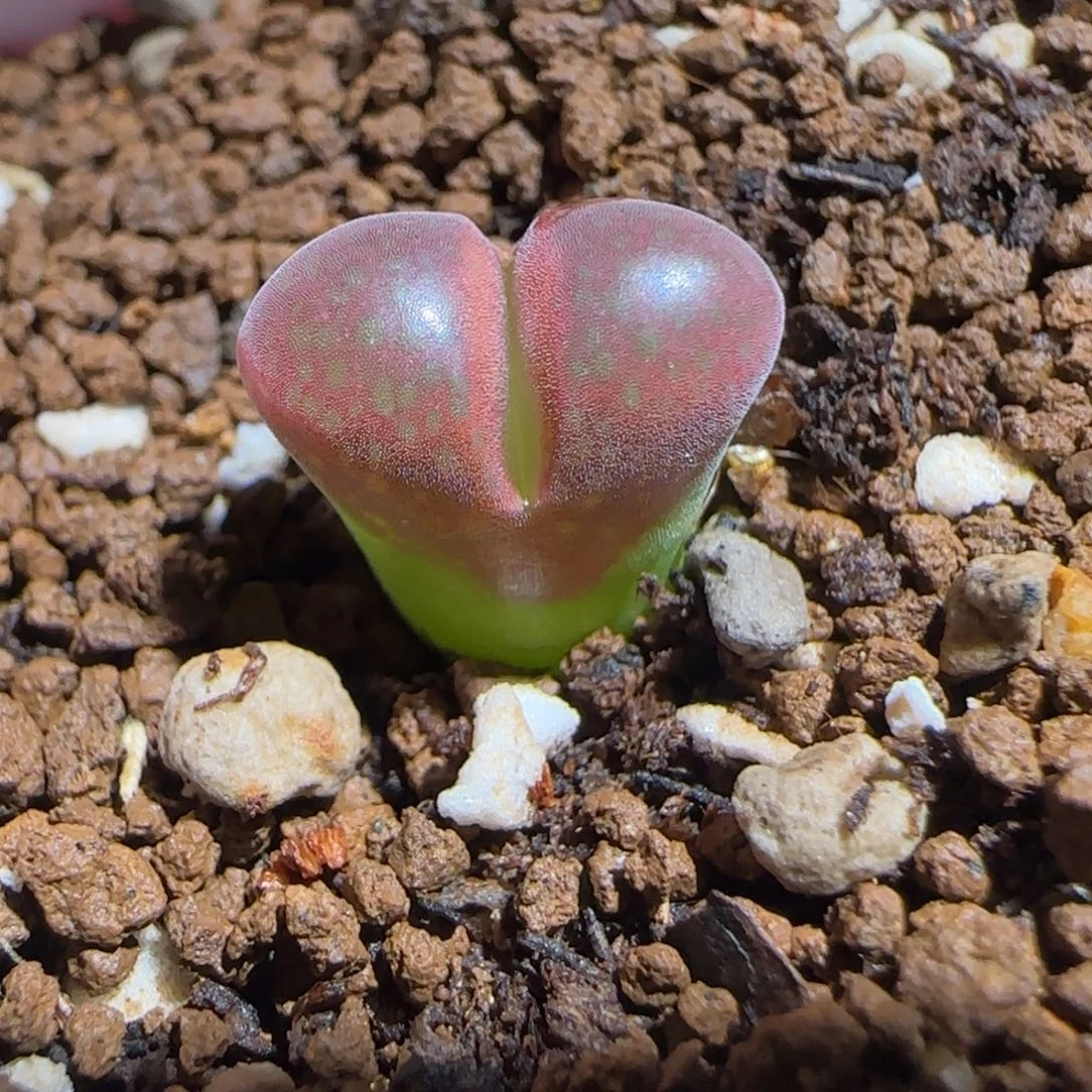 肉锥多肉植物组合-极红矮胖361