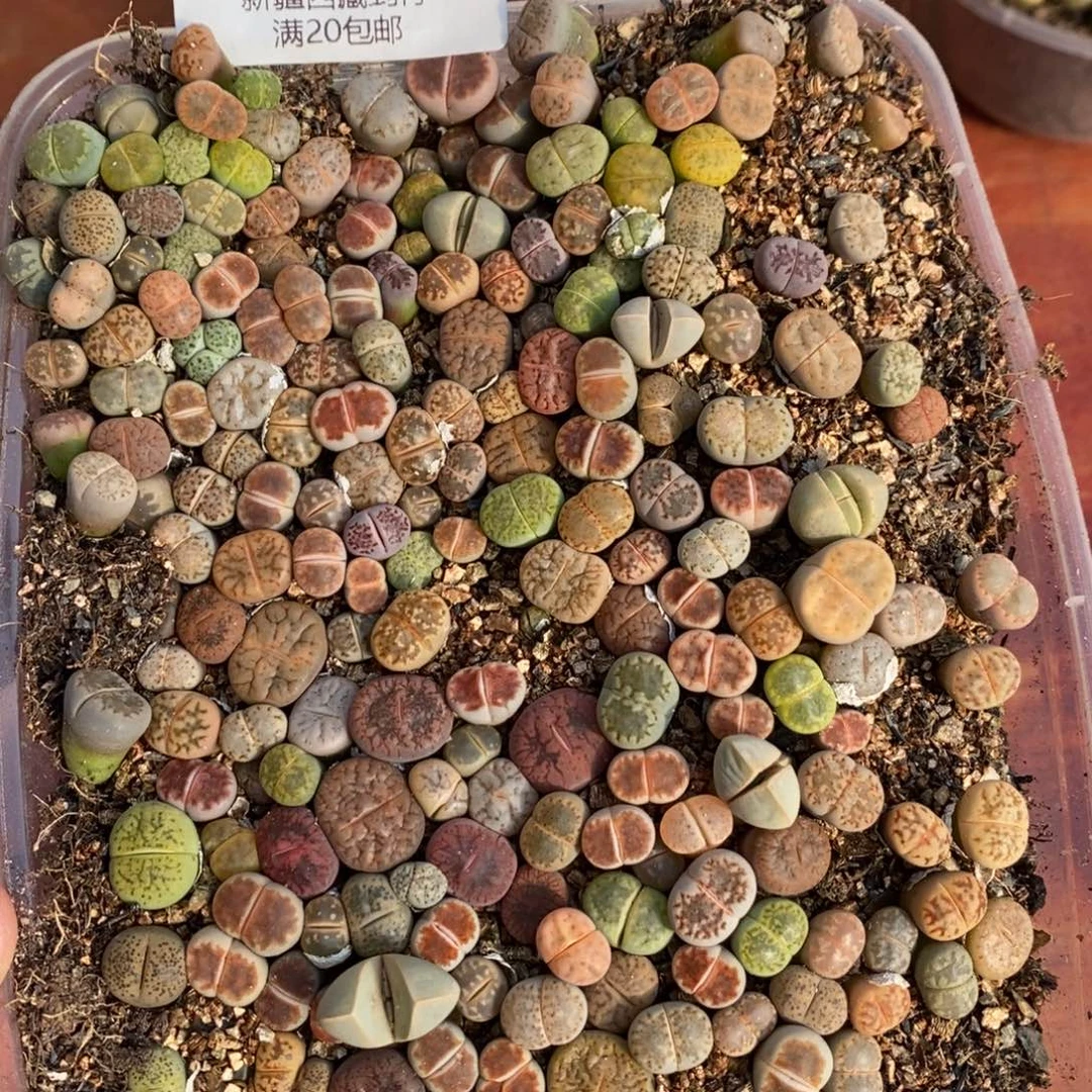 感谢您的支持，006