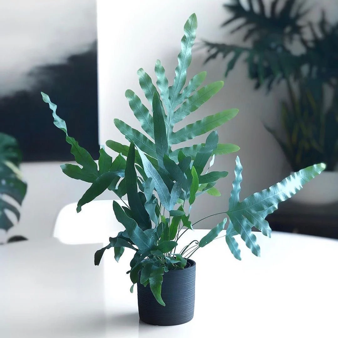 蓝星水龙骨 蓝星蕨 室内观叶植物