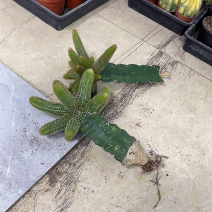 小*妞红蜻蜓母本双色母本一组12