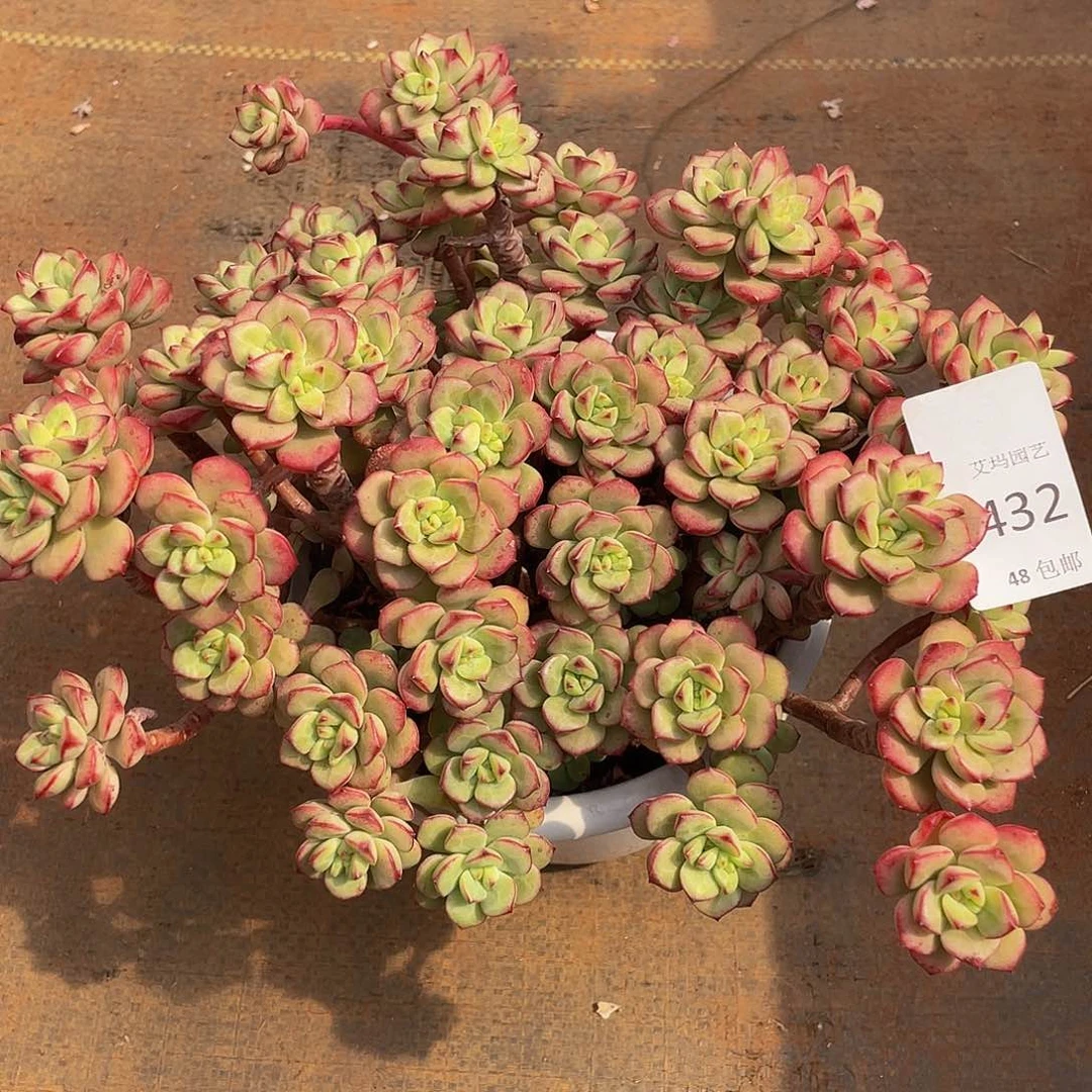 32 多肉多肉多肉