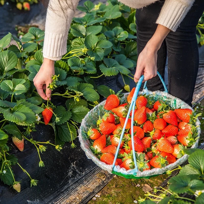 (露天草莓顺丰包邮）四川大凉山高山露天草莓香甜多汁新鲜水果包邮