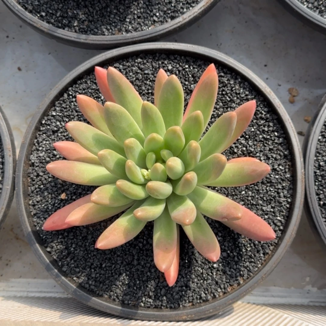 阿原精品多肉橙色奇迹