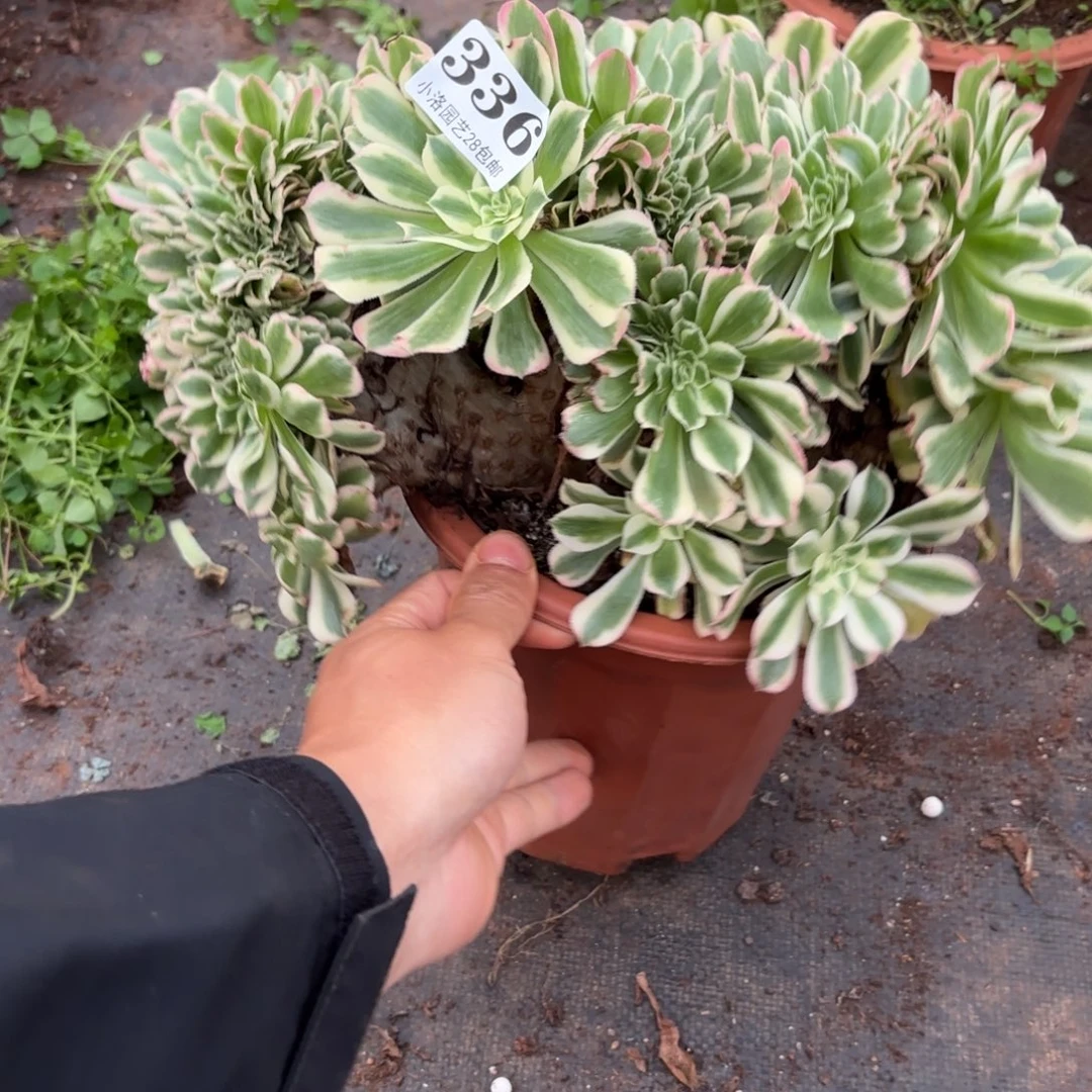 336号迈巴赫缀化多肉植物