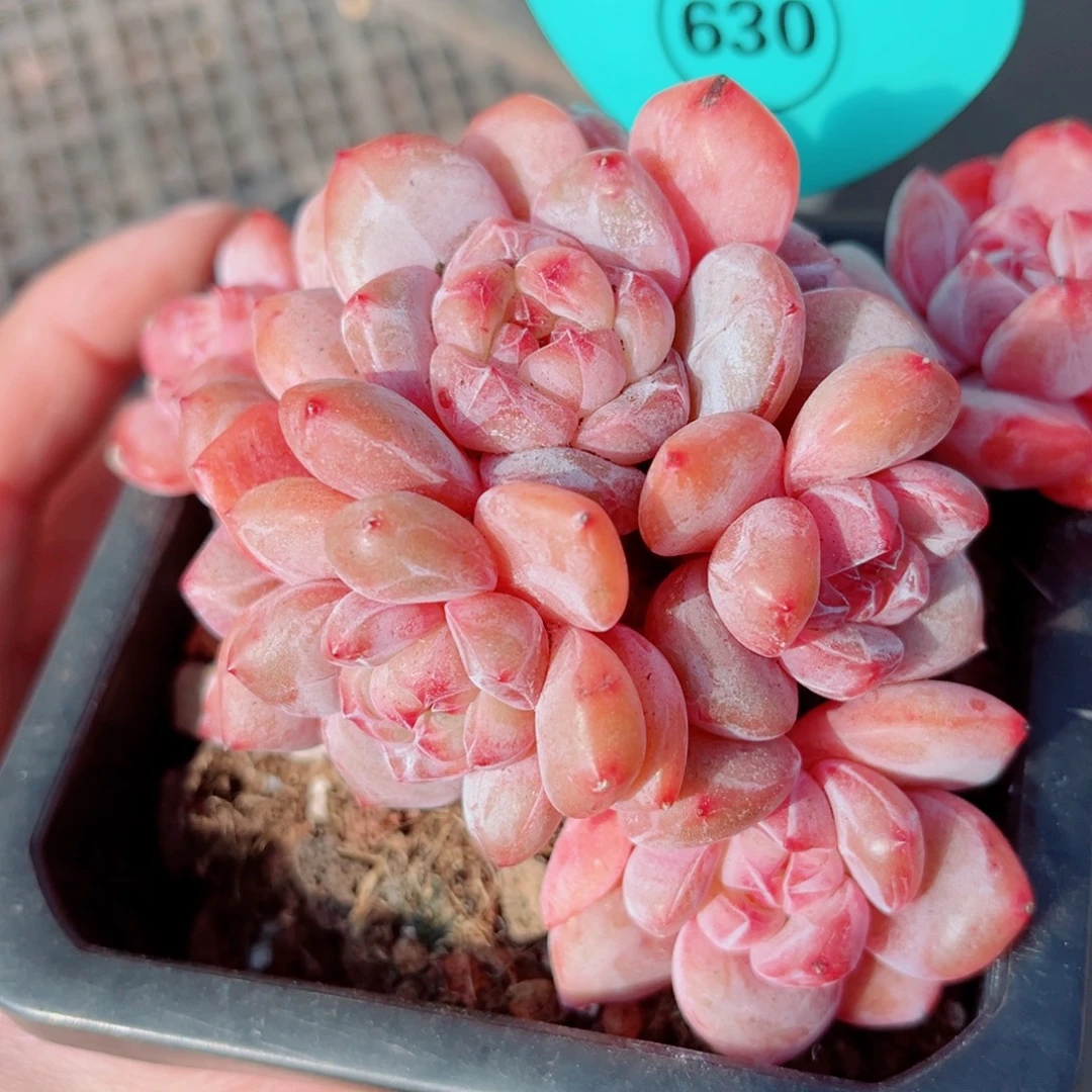 630号大老桩石榴籽星影群9头