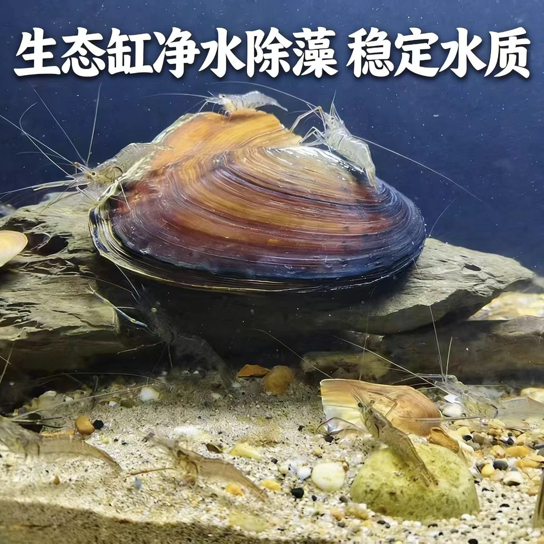 水族观赏天然蚌净化水质无需打理易养活溪流缸造景