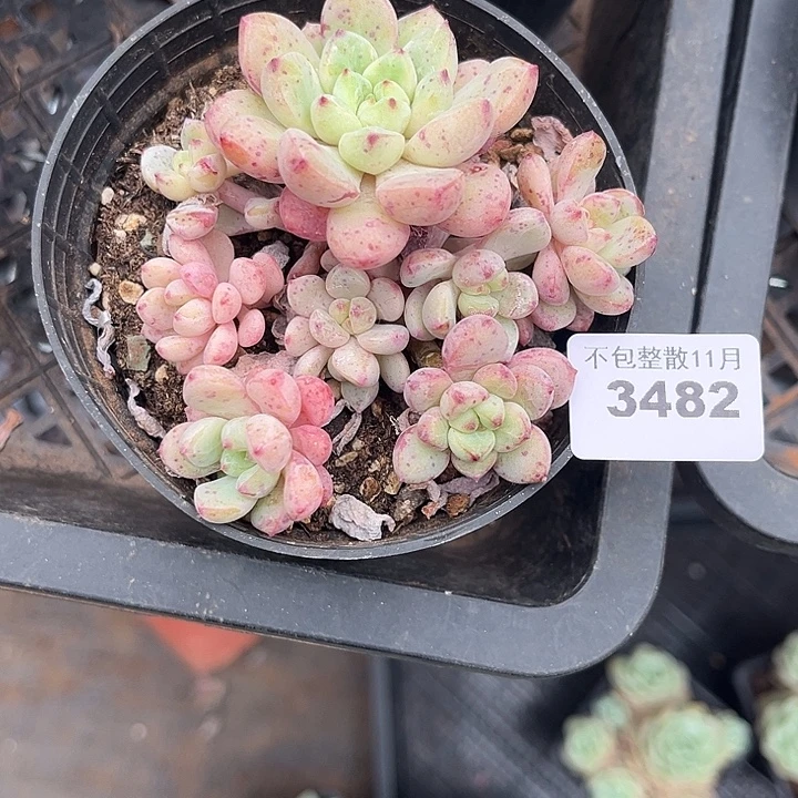 阿雅园艺。        3482蓝采和