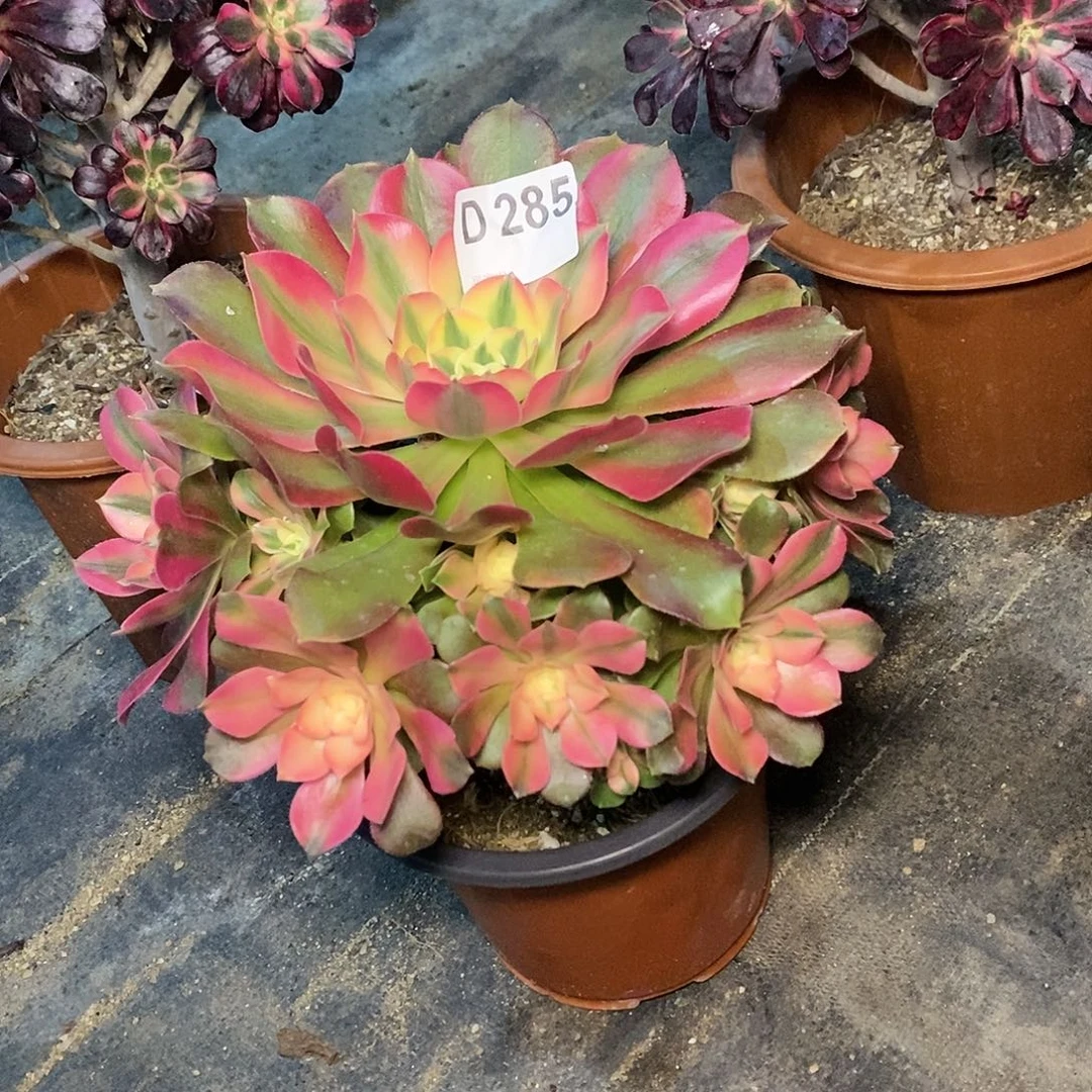 香妃285多肉11111