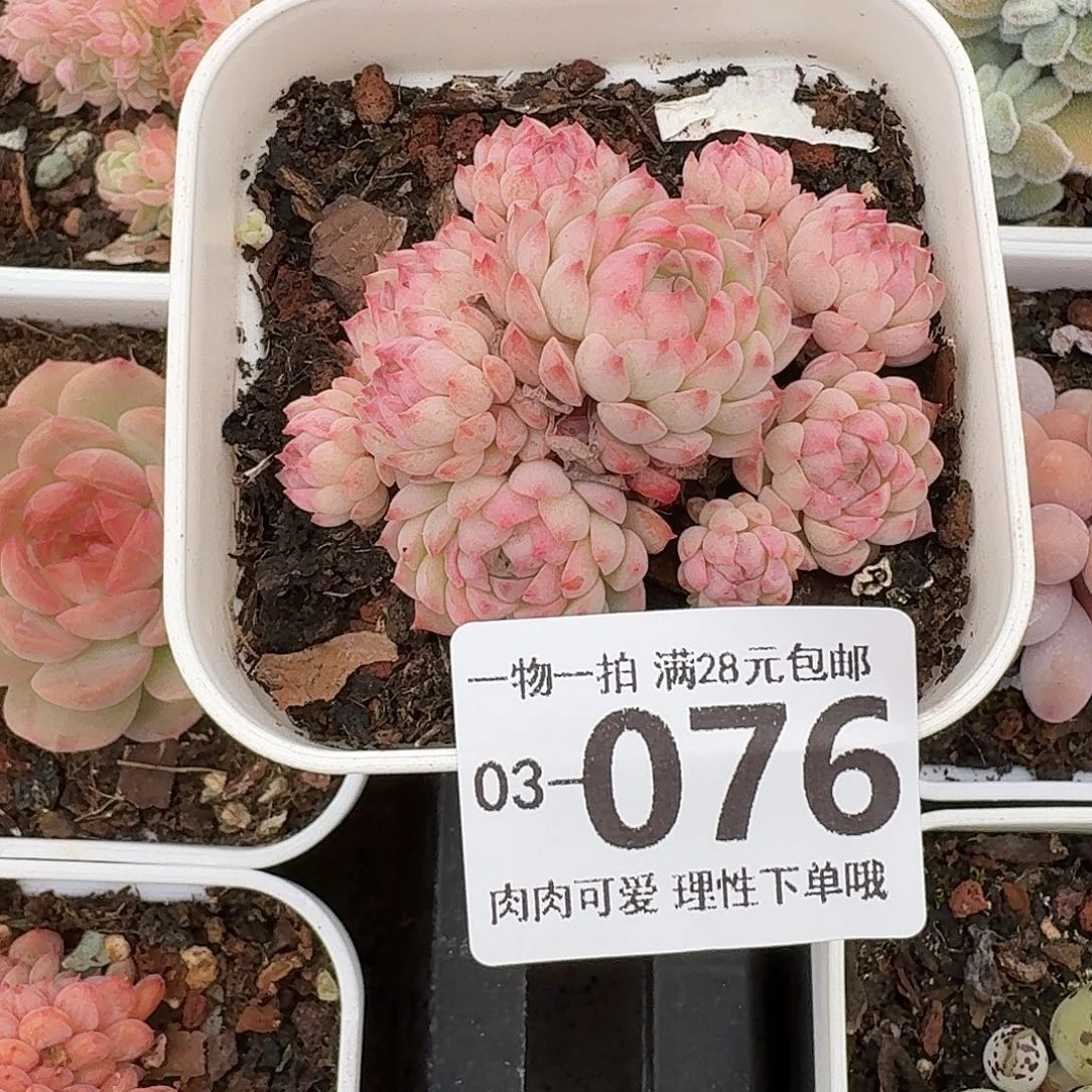 小粉梅无盆土发货无
