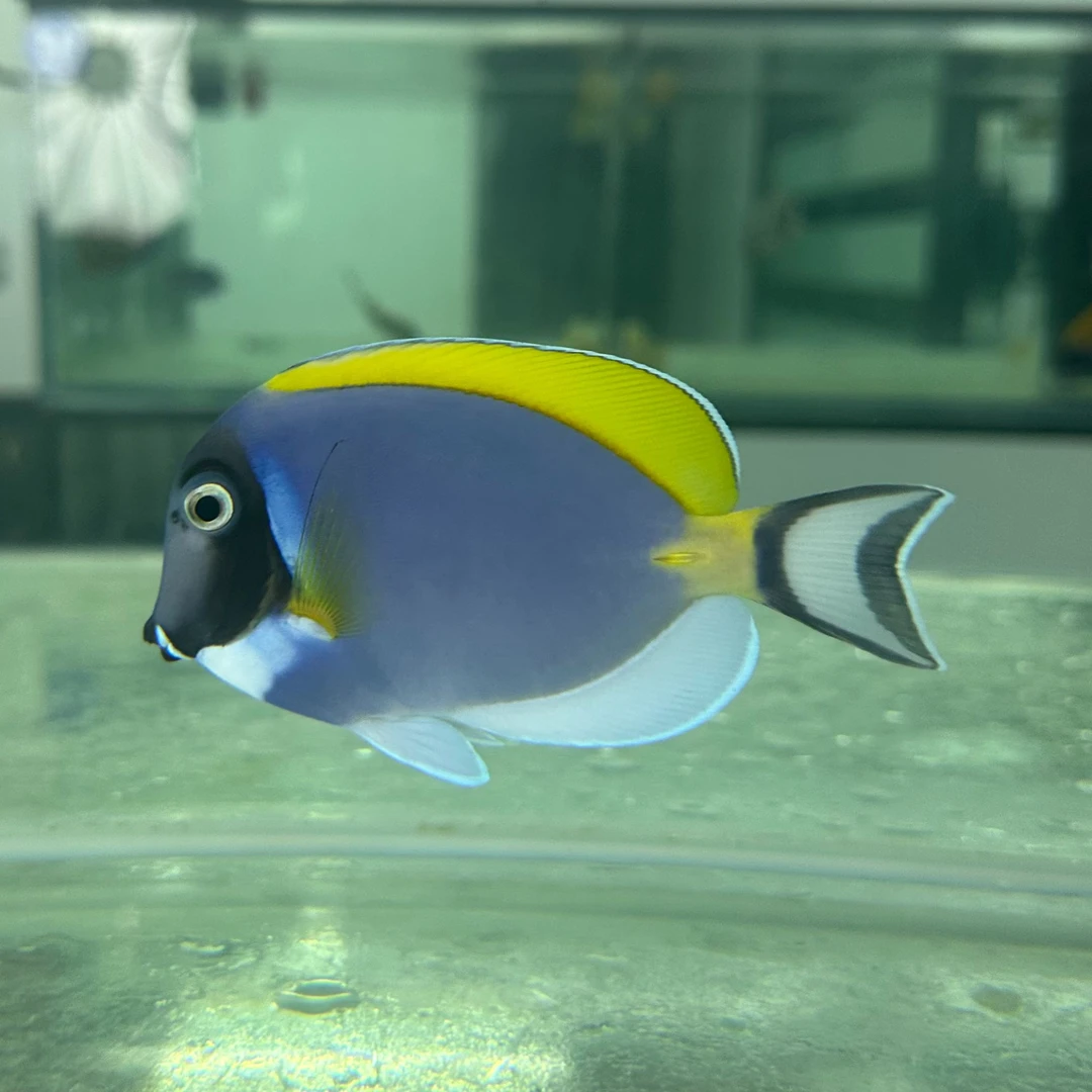 粉蓝吊活体海水观赏鱼-一物一视频联系客服