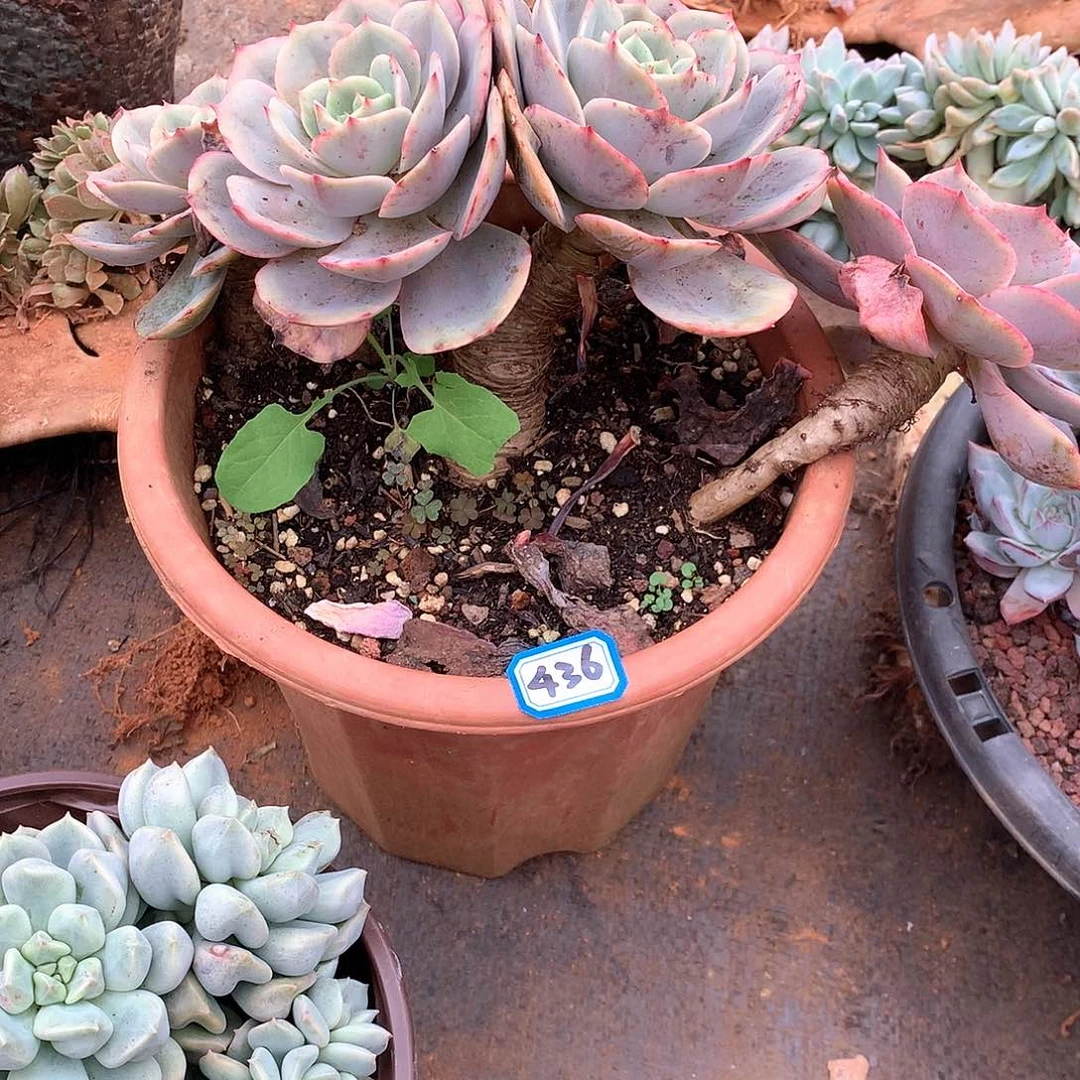 436白雪一物一拍多肉