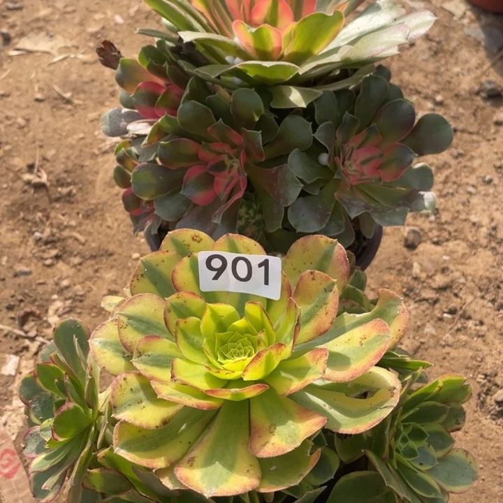 无花朵901对肉植物保护组合无售后