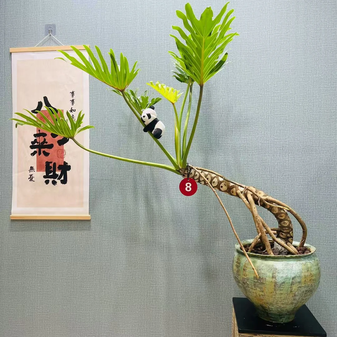 ins风盆栽龙鳞小天使春羽8号室内高端盆景大型网红绿植一盆一景