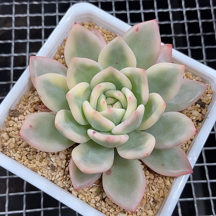 酒红香槟覆轮锦多肉