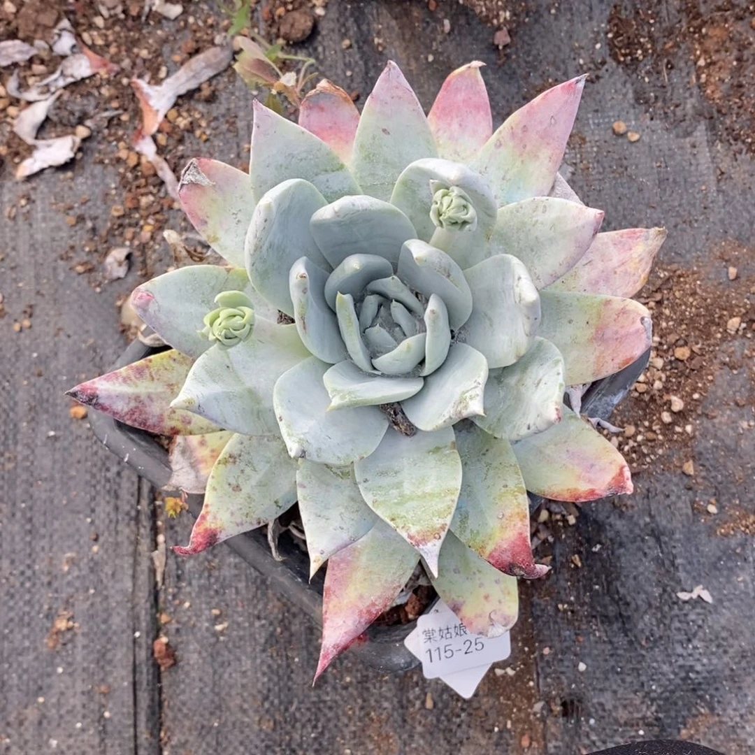 25号牡丹叶大花朵