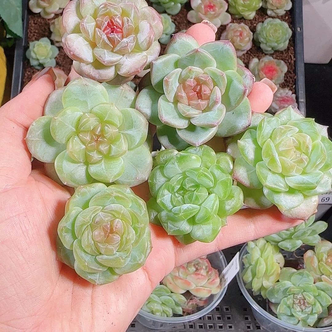 1010–-75一物一拍