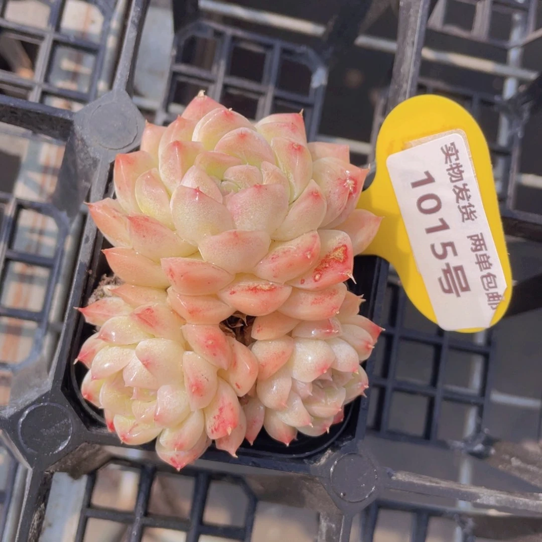 1015号 包子脸粉麦秆群生一个