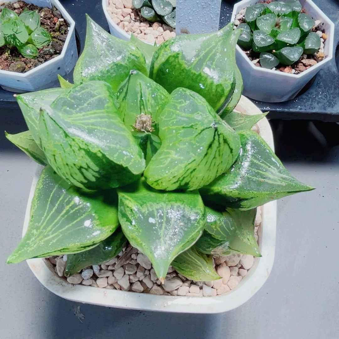 裹般若多肉植物6666