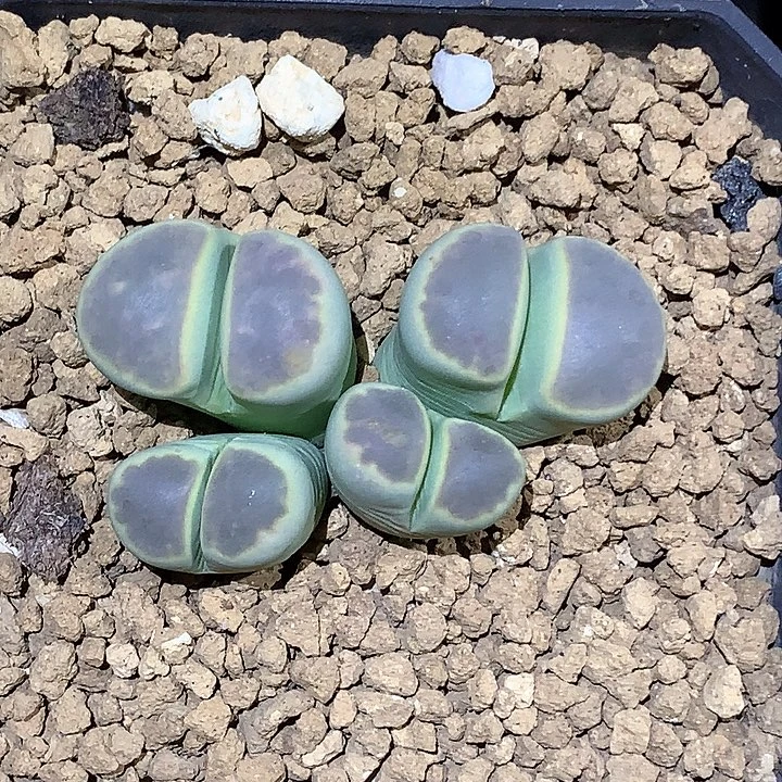 精品多肉植物精品多肉