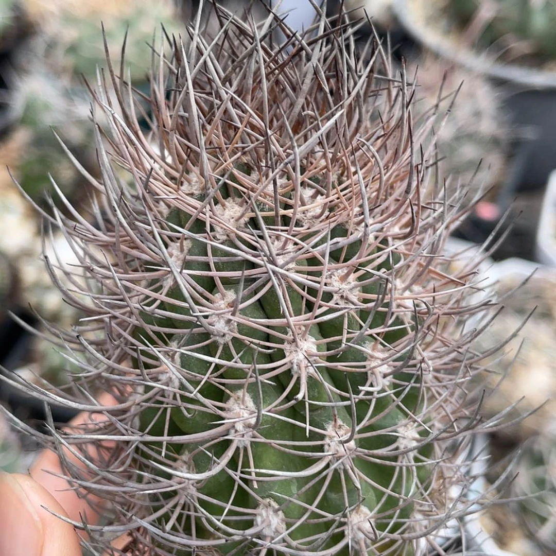 【闪购商品】逆豹丸冒根芽微瑕