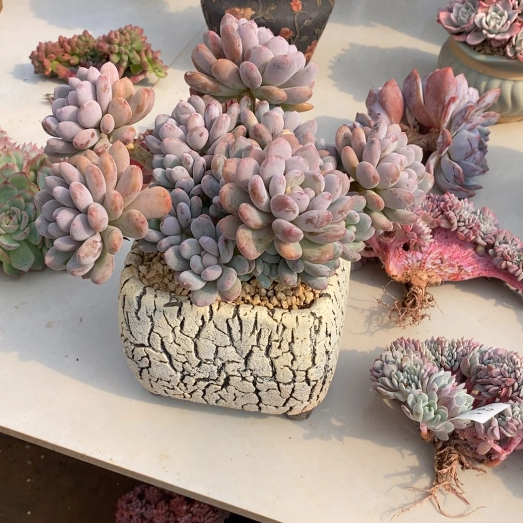 香香雪群生多肉多肉