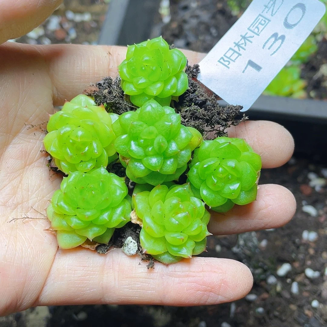 多肉植物多肉植物130