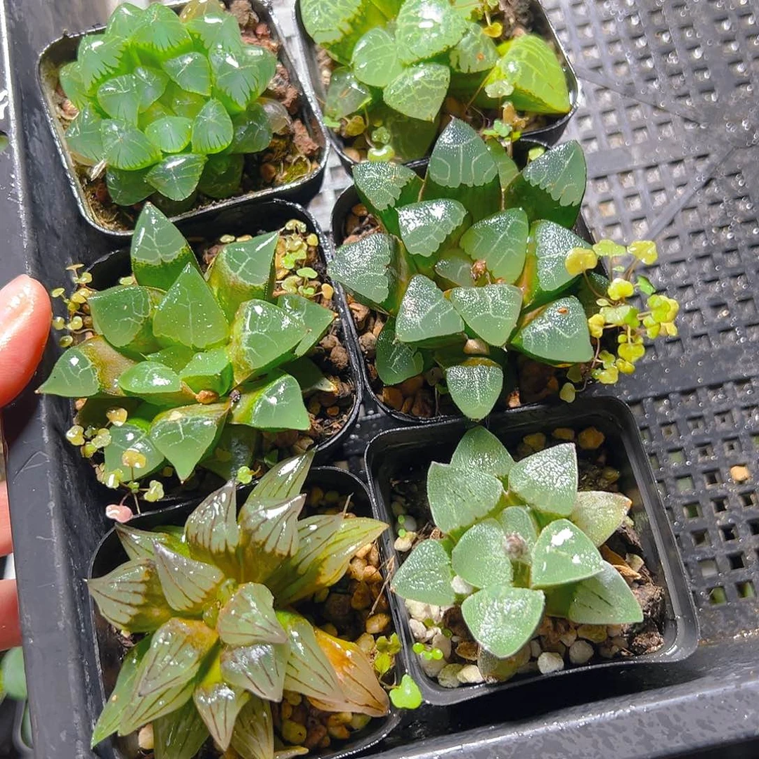 5239多肉植物多肉多肉