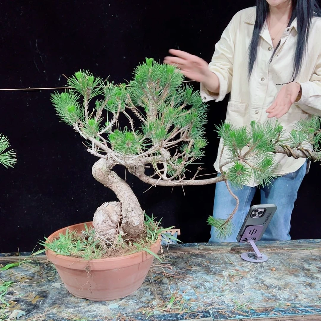 无花朵黑松老盆口老桩