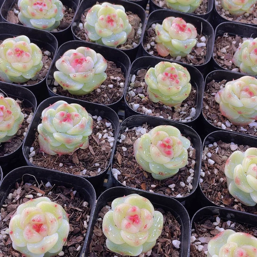 量拍149号 绿菩提珍妮单头一个