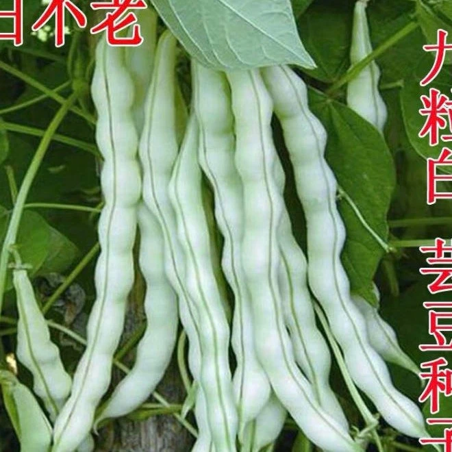 jj九粒白豆角今年新种今年新种
