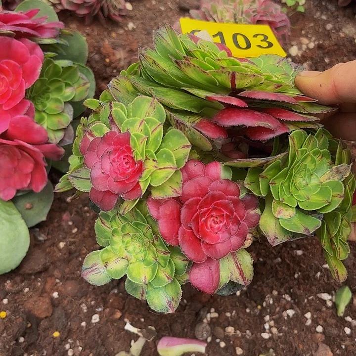 多肉植物福利来3103