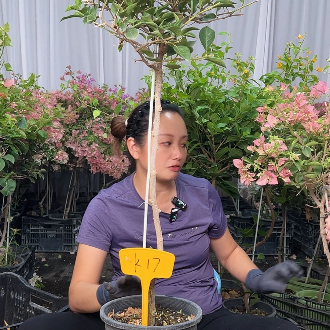 一***园当前无花栽培后可以开花K17卡亚塔