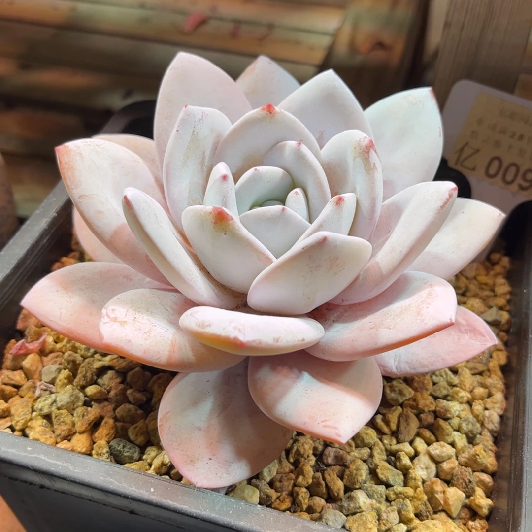 雪茶duonvtajujinlvma