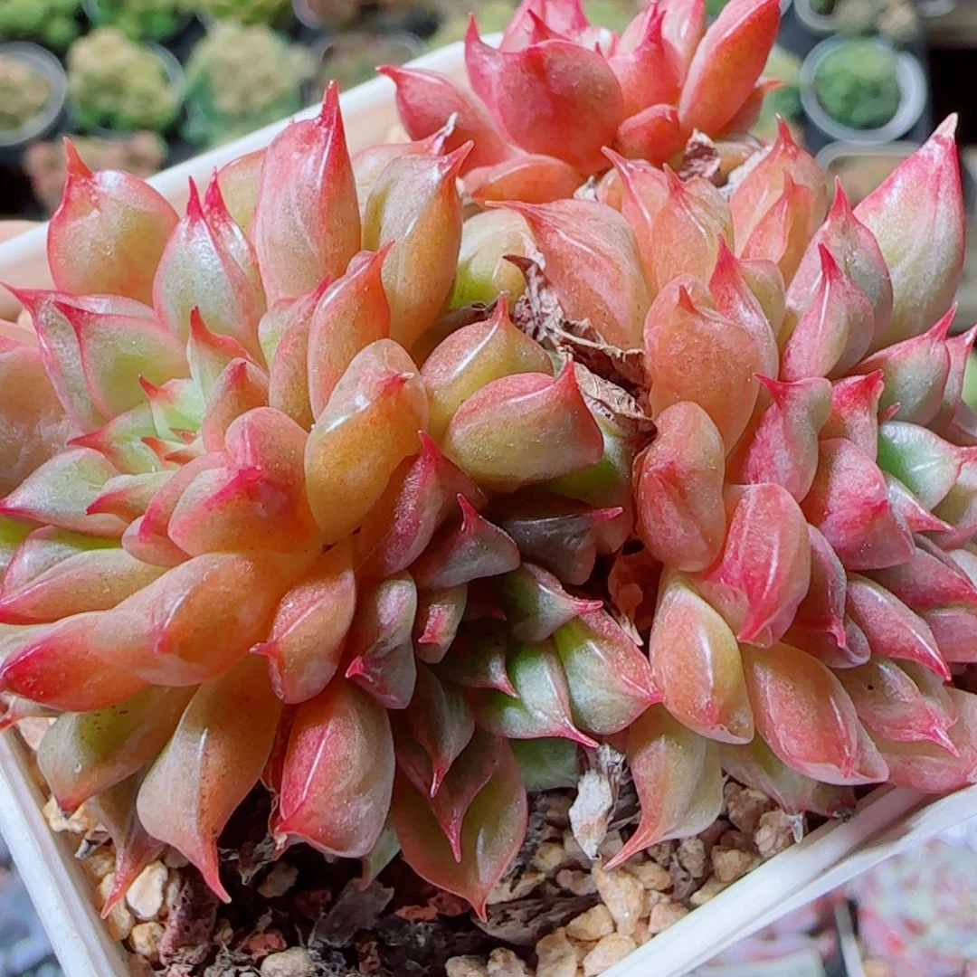 花语逸镜1021-36特斯拉