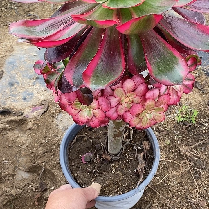 多肉植物巫毒白149多肉